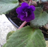 Begonia Violces Purple /Begonia Mawar Ungu Bunga Tumpuk Bibit Tanaman