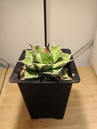 白犀牛 龍舌蘭 植物 嚴龍 Agave Plant 塊根 多肉