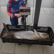 Umpan Pallet Peram Strawberry 920 1kg