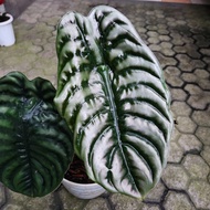 alocasia cuprea tengkorak tanaman hias