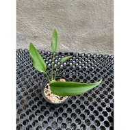 monstera burle marx flame