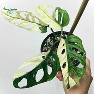 Monstera adansonii variegata jepang - tanaman janda bolong varigata