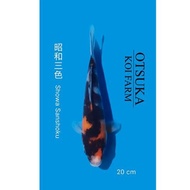 Ikan Koi Import Showa Tosai Barirah43