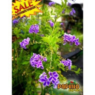 Live Plant/Pokok Hidup/Duranta erecta/sky flower pokok bunga hidup hiasan rumah luar, live outdoor h