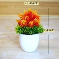 Super beautiful multi-colored mini bonsai pine tree pot for home decoration 14*19cm