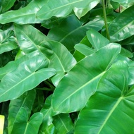 philodendron burle marx