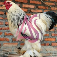 Ayam Brahma JantanBetina Berkualitas