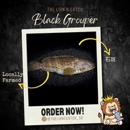 BLACK GROUPER - 石斑 (Locally Farmed)