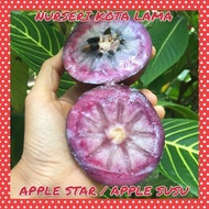 🔥RARE🔥 POKOK APPLE STAR / Apple Susu / Caimito / Cainito / Chrysophyllum Cainito / Live Plants