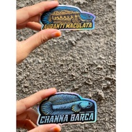 STICKER CHANNA AURANTI, BARCA, STEWARTI, MARULIOIDES, PULCHRA, ANDRAO