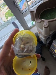Pokemon 伊貝  水伊貝 扭蛋 毛公仔