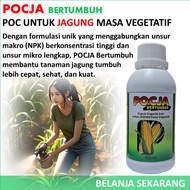 POCJA Bertumbuh / Pupuk cair masa vegetatif jagung / Pupuk jagung terbaik / Pupuk jagung masa pertum