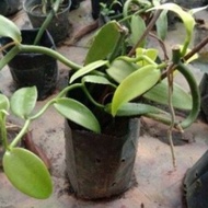 anak pokok vanilla dalam polibeg(pokok vanilla polibag)beli 2anak pokok boleh 1 keratan vanilla