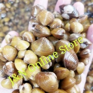 Original Kerang remis laya pensi segar obat liver Original