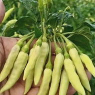 100++biji benih BIBIT CABE RAWIT BERDOMPOL / benih cabe rawit pedas viral / bibit rawit putih