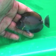 ikan hias laut botana dusumeri