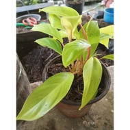 PHILODENDRON LEMON LIME/LIVE PLANT/(Small-medium-big)