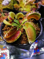 食虫植物Louchapates 捕蠅草 XL sized