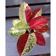 Aglaonema Plants-Red/Pink/Green[Indoor Plant/Real Live Plant] Aglaonema rare