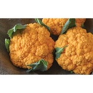 50 Biji Benih Sayur Kembang Clementine Cauliflower Seed - 50 Seed