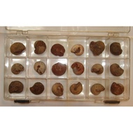 ~~ star~Flame Ammonite (Indonesian Ammonite)~50~Ammonite Fossil~Washed~Random Shipment~