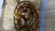 Retic motley het albino 100% mantap