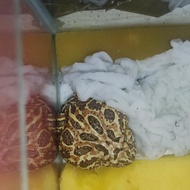Kodok Pacman Frog Brown / Camo Indukan Jantan