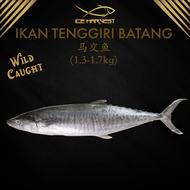 Ikan Tenggiri Spanish Mackerel Batang Fish 1.3-2kg Whole Wild Caught Fresh Frozen 马交鱼