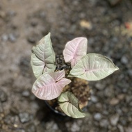 tanaman hias syngonium pink spot (5-8daun)