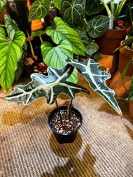 Alocasia nobilis 諾比海芋 室內植物 家居盆栽 exotic indoor plant