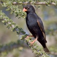 burung village indigo finch