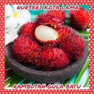 🔥HYBRID🔥 ANAK POKOK RAMBUTAN GULA BATU