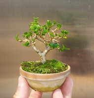 壽娘子 盆景 盆栽