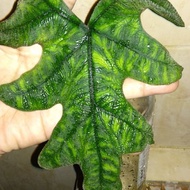 bonggol alocasia jacklin jacklyn