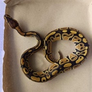 Baby Ball python morph Pastel