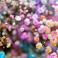 Enchanted Forest Fragrance Oil | Craftiviti | Pure Perfume Soap Candle Making Pati Minyak Wangi 香精油