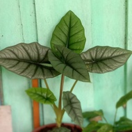 Alocasia Bisma (rawatan)