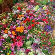 Hot-selling New Style Seeds Mixed Perennial Flowers Seeds Mixed Flower Seeds