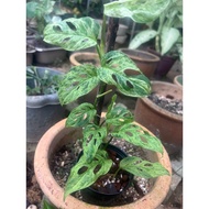 Monstera Adansonii Mint Mottled