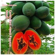 sweet red heart papaya seeds cold-resistant papaya papaya seeds in all seasons