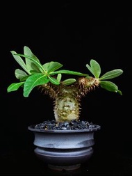 #304 席巴女王之玉櫛　Pachypodium densiflorum　/ 塊根植物 Caudex / 另售象牙宮、龜甲龍、索馬里葡萄甕、念珠橄欖/ 多肉植物