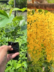 ต้นคูนเหลืองหรือต้นราชพฤกษ์ ไม้มงคล #ดอกสีเหลืองสวยหอมติดดอกดก  สั่งซื้อ 4 ต้นแถม 1 ต้น