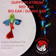 Ikan Guppy Platinum Red Tail Big Ear / Dumbo Ear / Elephant Ear PRTDE