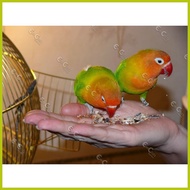 ✨ ☑ ∨ 500g African Love Birds Food: AFRICAN MIXED BIRD SEEDS (brd)