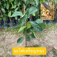 ต้นมะไฟ พันธุ์ มะไฟเหรียญทอง กิ่งตอนให้ผลเร็ว1ปี (Baccaurea Ramiflora Lour) ไม้ผลไทย (รับประกัน ส่งใหม่ฟรี หากสินค้าเเสียหาย!!)