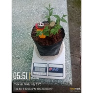 2 large Solanum procumbens plants grown using 6-month-old organic methods