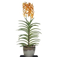 Ornamental Mokara Orchid Orange Potted Flower Plant - Fresh Gardening Indoor Plant Outdoor Plants for Home Garden