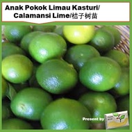 Anak Pokok Limau Kasturi/ Calamansi Lime/桔子树苗