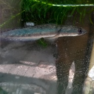 ikan chana ys 25cm