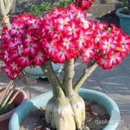 imported desert rose seeds进口沙漠玫瑰种子Easy to grow and live indoor balcony courtyard易种活室内阳台庭院盆栽植物种子名贵品种 